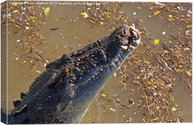 Jumping Crocodile Canvas Print by Barry Newman