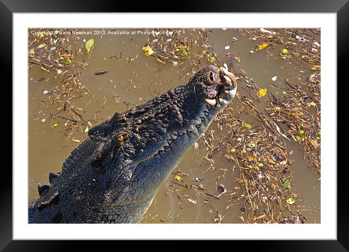 Jumping Crocodile Framed Mounted Print by Barry Newman