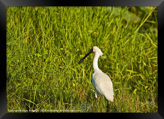 Spoonbill Framed Print by Barry Newman