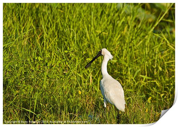 Spoonbill Print by Barry Newman