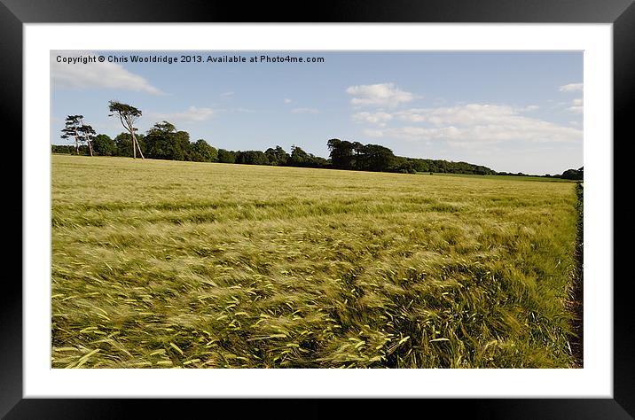 Windy Cornfields of Kent Framed Mounted Print by Chris Wooldridge