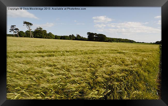 Windy Cornfields of Kent Framed Print by Chris Wooldridge