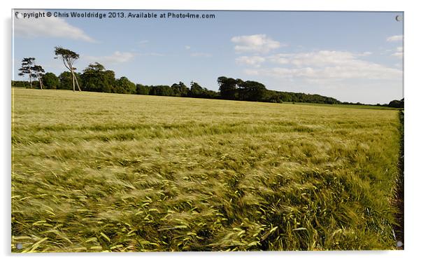 Windy Cornfields of Kent Acrylic by Chris Wooldridge