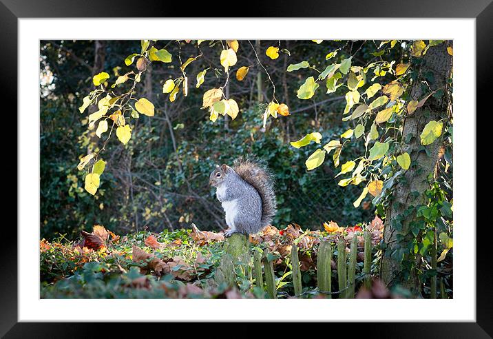 Perched Squirrel Framed Mounted Print by Matt Malloy