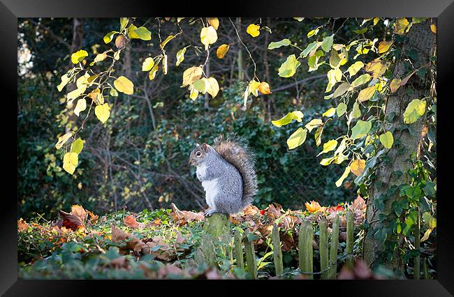 Perched Squirrel Framed Print by Matt Malloy