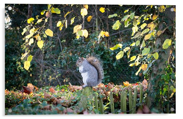 Perched Squirrel Acrylic by Matt Malloy