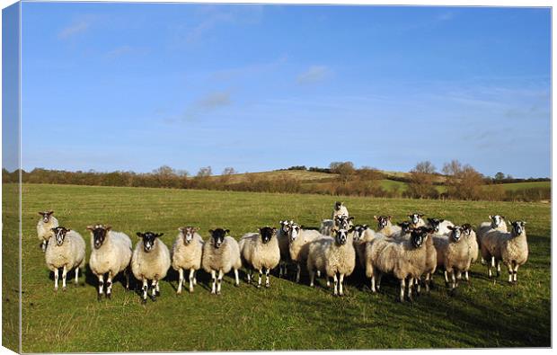Curious Sheep Canvas Print by graham young