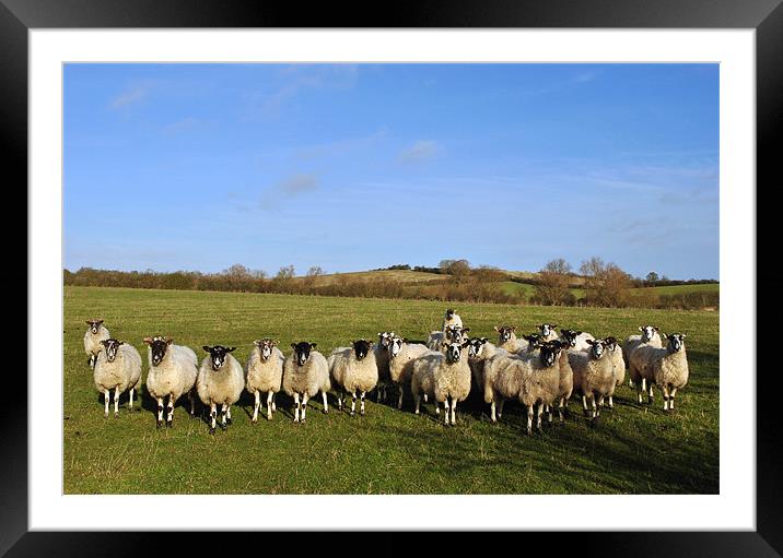 Curious Sheep Framed Mounted Print by graham young