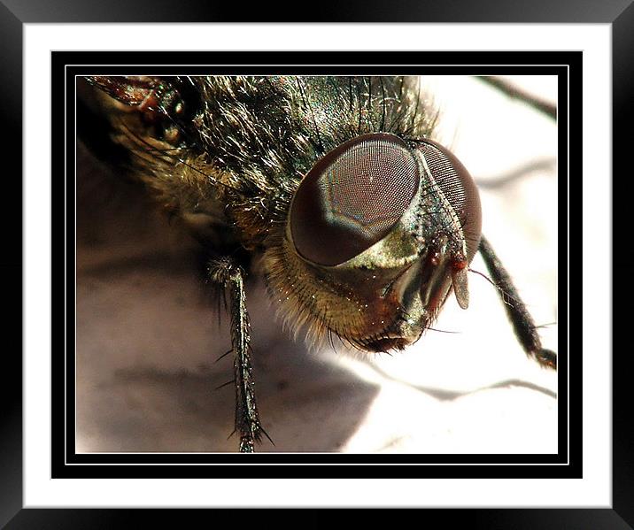 FLY 3  Framed Mounted Print by Jovan Miric