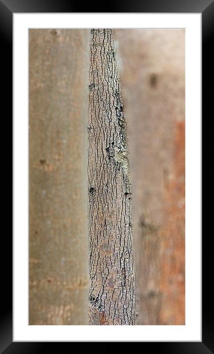 Tree bark Framed Mounted Print by Tony Bates