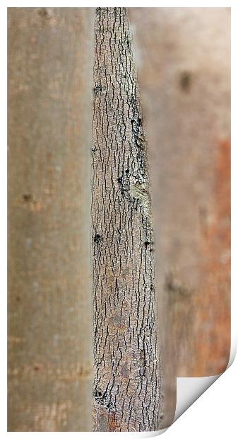 Tree bark Print by Tony Bates