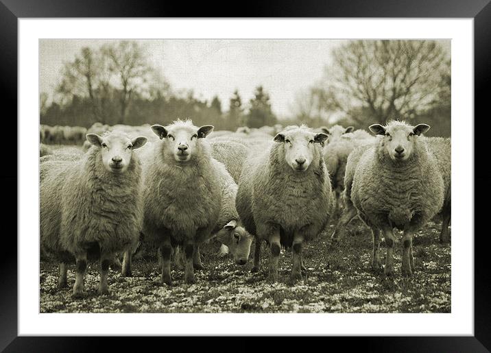 Being watched Framed Mounted Print by Dawn Cox