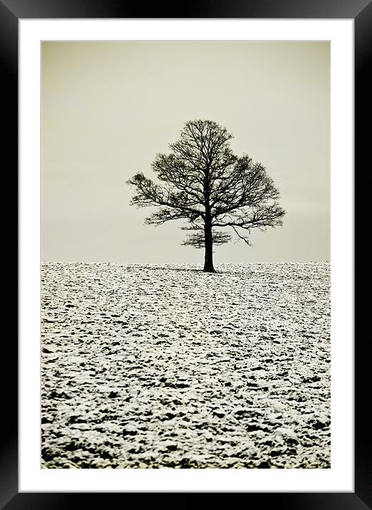 Winter tree Framed Mounted Print by Dawn Cox