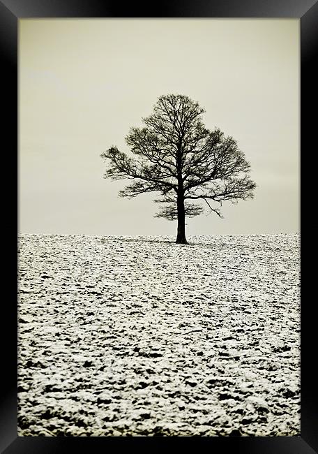 Winter tree Framed Print by Dawn Cox