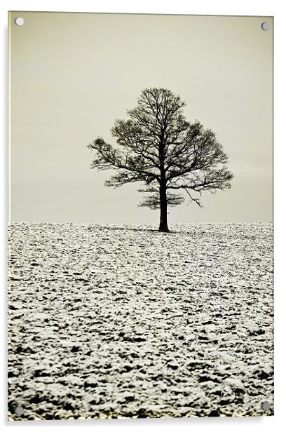 Winter tree Acrylic by Dawn Cox