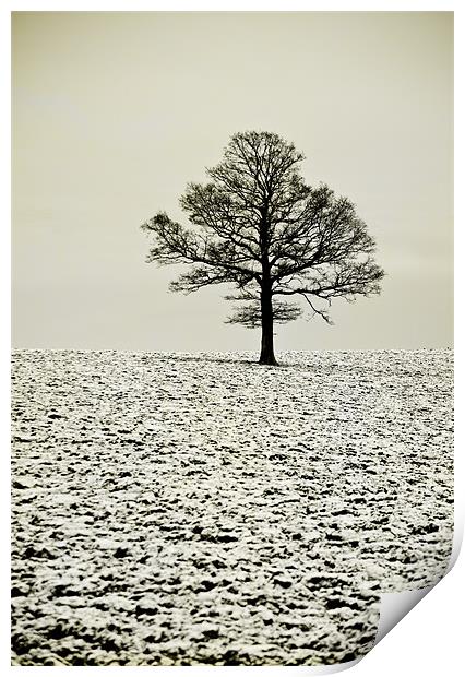 Winter tree Print by Dawn Cox