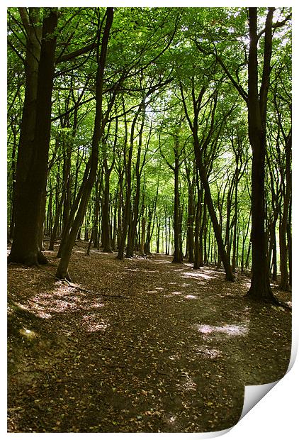 Woodland Walk Print by graham young