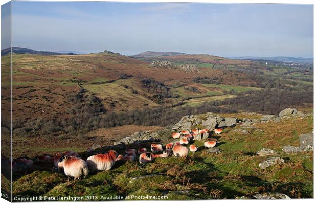 Sheep on the Moor Canvas Print by Pete Hemington