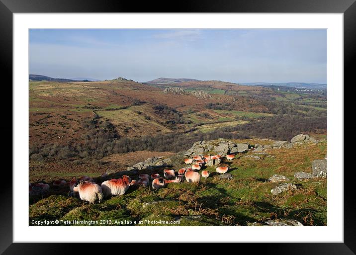 Sheep on the Moor Framed Mounted Print by Pete Hemington