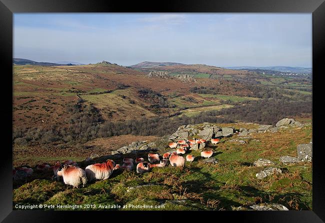 Sheep on the Moor Framed Print by Pete Hemington