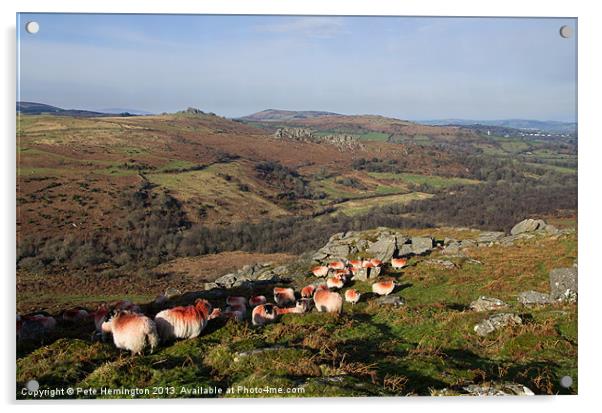 Sheep on the Moor Acrylic by Pete Hemington