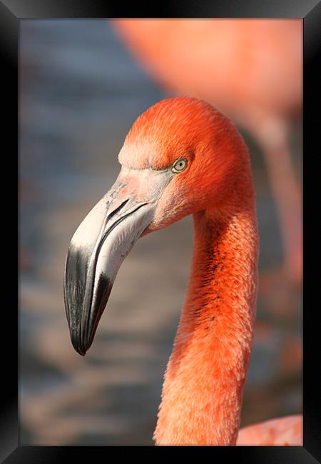Flamingo  Framed Print by laura dreiling