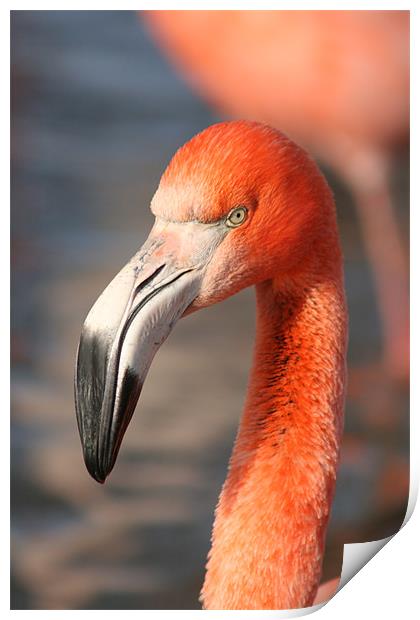 Flamingo  Print by laura dreiling