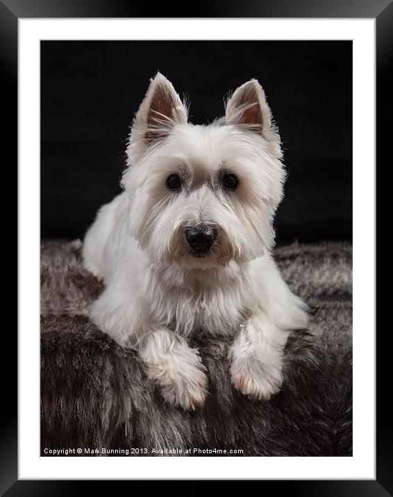 West Highland White Terrier Framed Mounted Print by Mark Bunning