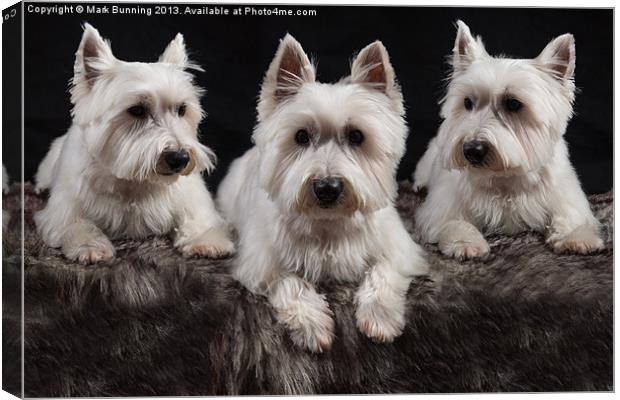 Three West Highland White Terriers Canvas Print by Mark Bunning