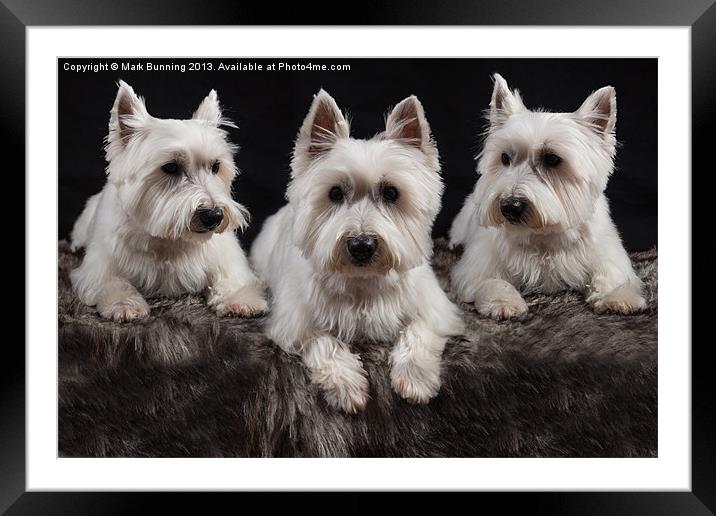 Three West Highland White Terriers Framed Mounted Print by Mark Bunning