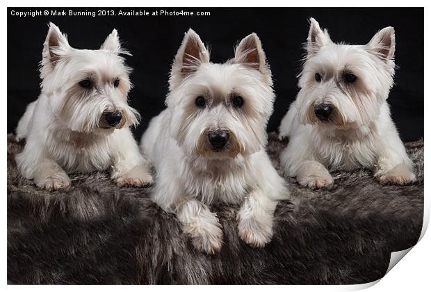 Three West Highland White Terriers Print by Mark Bunning