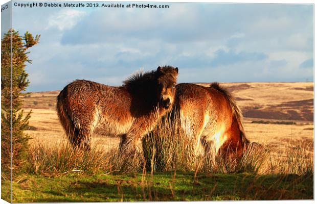 Ponies on West Anstey Common Canvas Print by Debbie Metcalfe