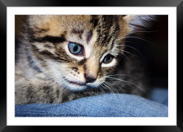 Gizmo Feeling Blue Framed Mounted Print by Terri Waters