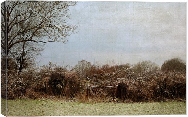 The Hedgerow on a winters morning Canvas Print by Dawn Cox