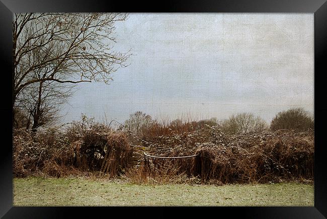 The Hedgerow on a winters morning Framed Print by Dawn Cox