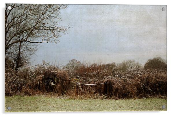 The Hedgerow on a winters morning Acrylic by Dawn Cox