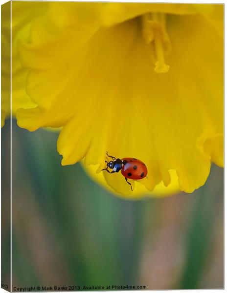 Ladybird on Daffodil Canvas Print by Mark  F Banks