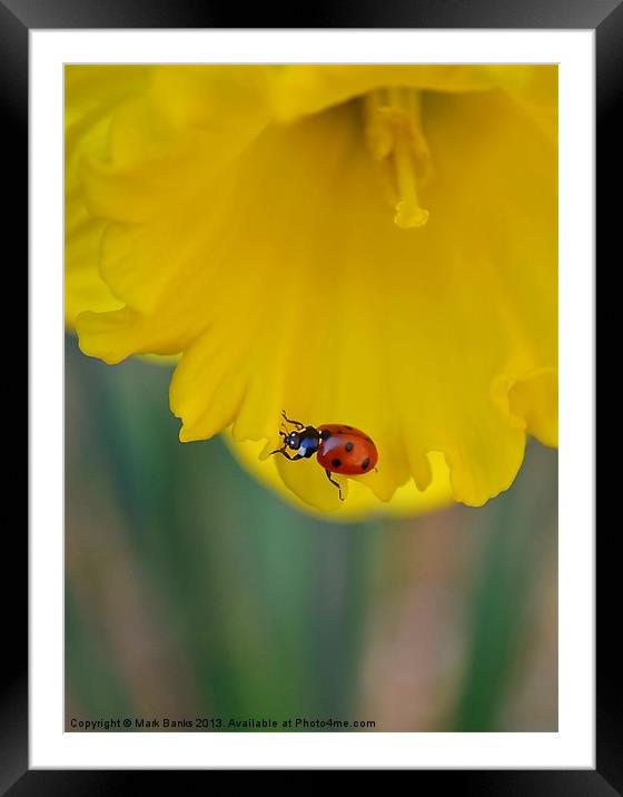 Ladybird on Daffodil Framed Mounted Print by Mark  F Banks