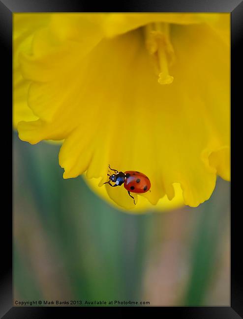 Ladybird on Daffodil Framed Print by Mark  F Banks