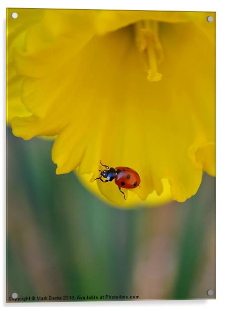 Ladybird on Daffodil Acrylic by Mark  F Banks