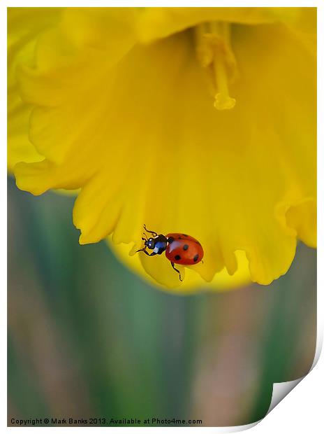 Ladybird on Daffodil Print by Mark  F Banks