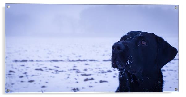 Black Labrador Acrylic by Simon Wrigglesworth