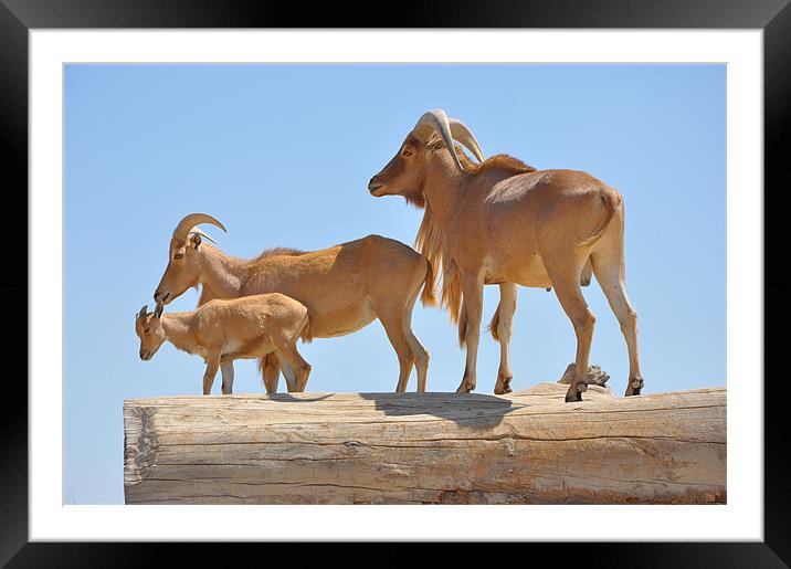 Mountain goats Framed Mounted Print by Ahmed Shaker