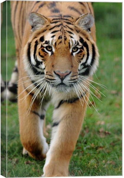 Stalking Tiger Canvas Print by Selena Chambers