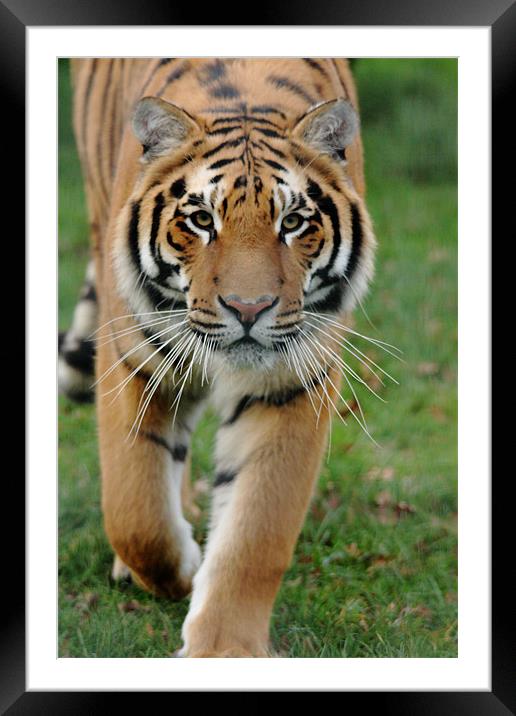 Stalking Tiger Framed Mounted Print by Selena Chambers