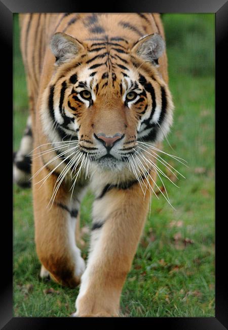 Stalking Tiger Framed Print by Selena Chambers
