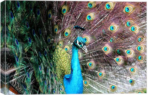 Peacock Canvas Print by Selena Chambers