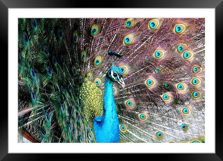 Peacock Framed Mounted Print by Selena Chambers