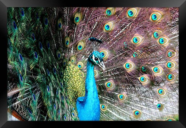 Peacock Framed Print by Selena Chambers