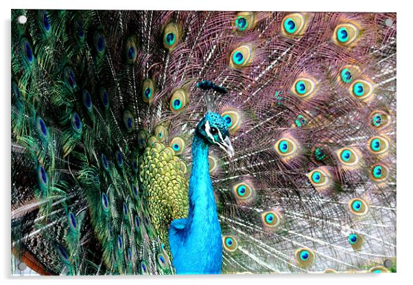 Peacock Acrylic by Selena Chambers